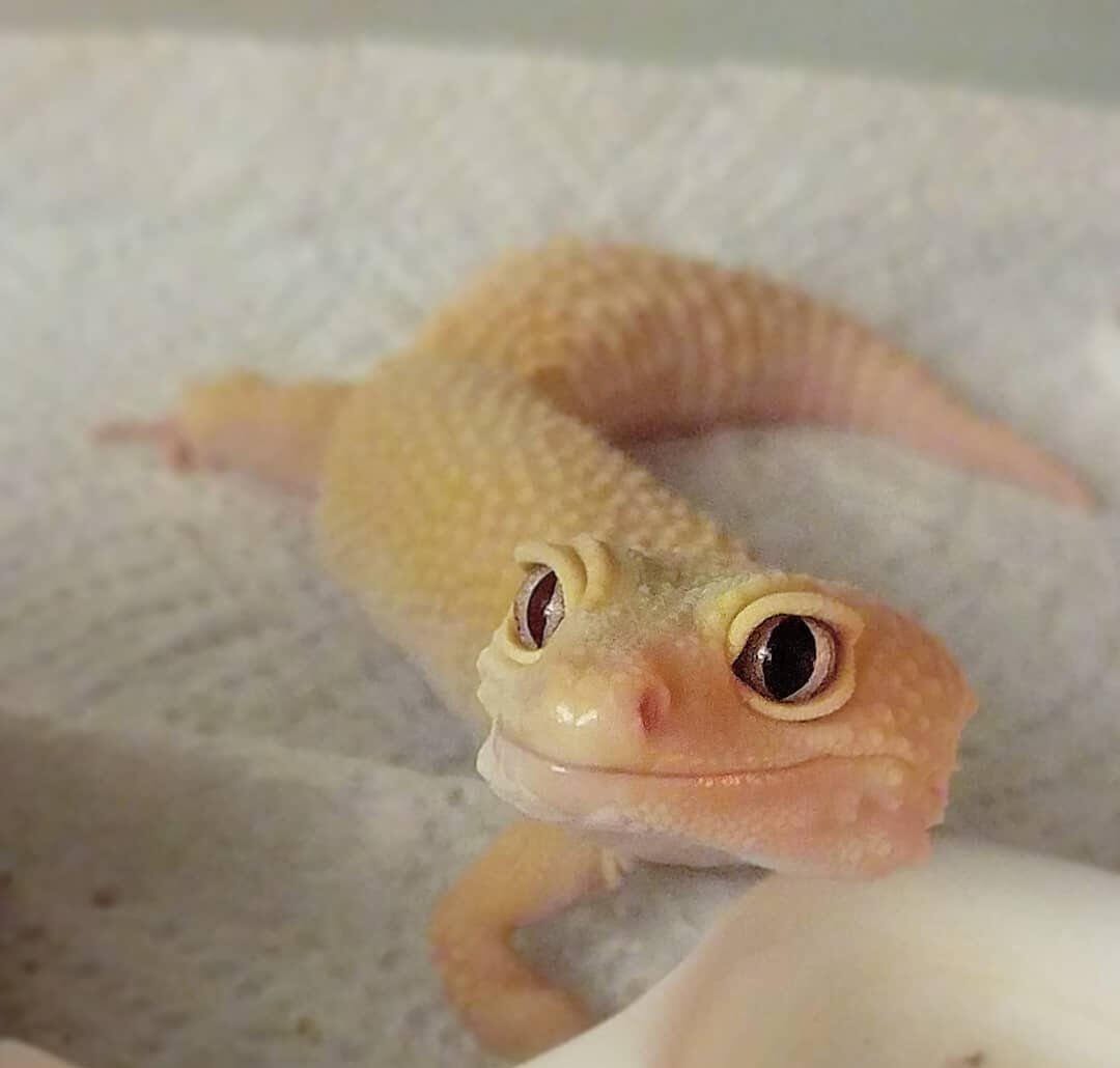 Atom, my female leopard gecko