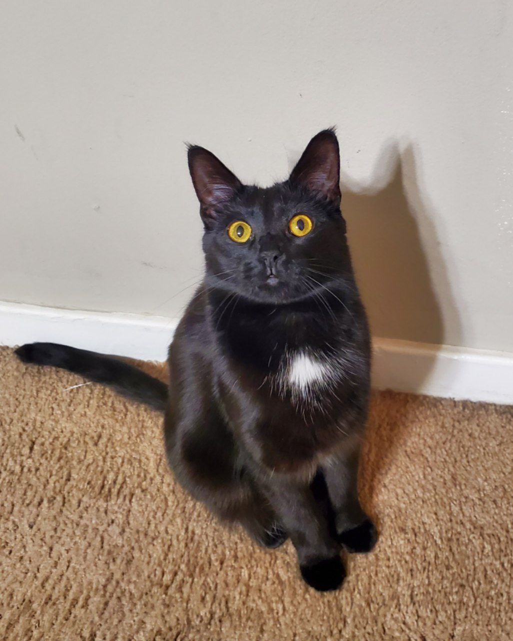 Dot, my cat