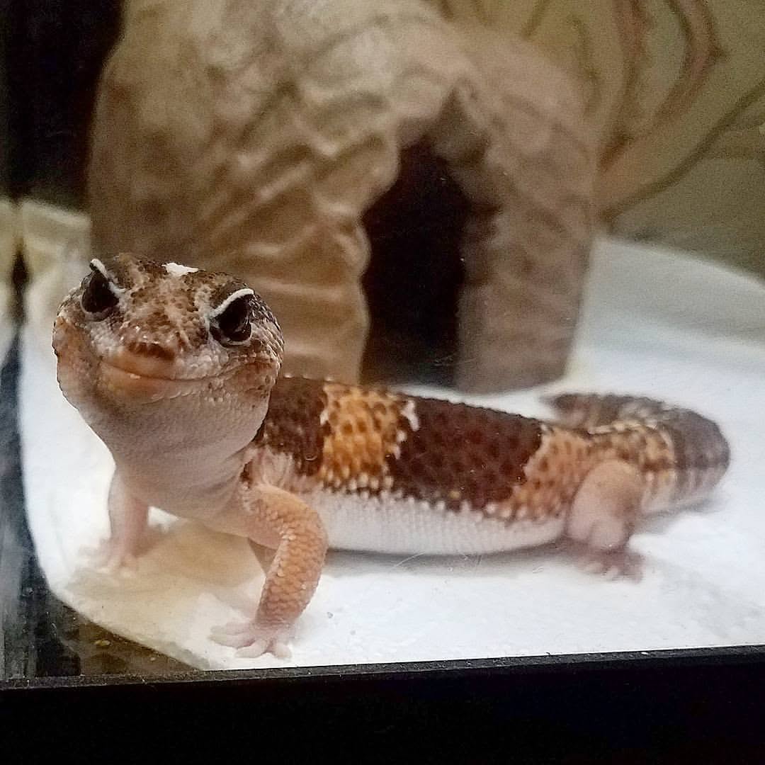 Lava, my male african fat-tailed gecko