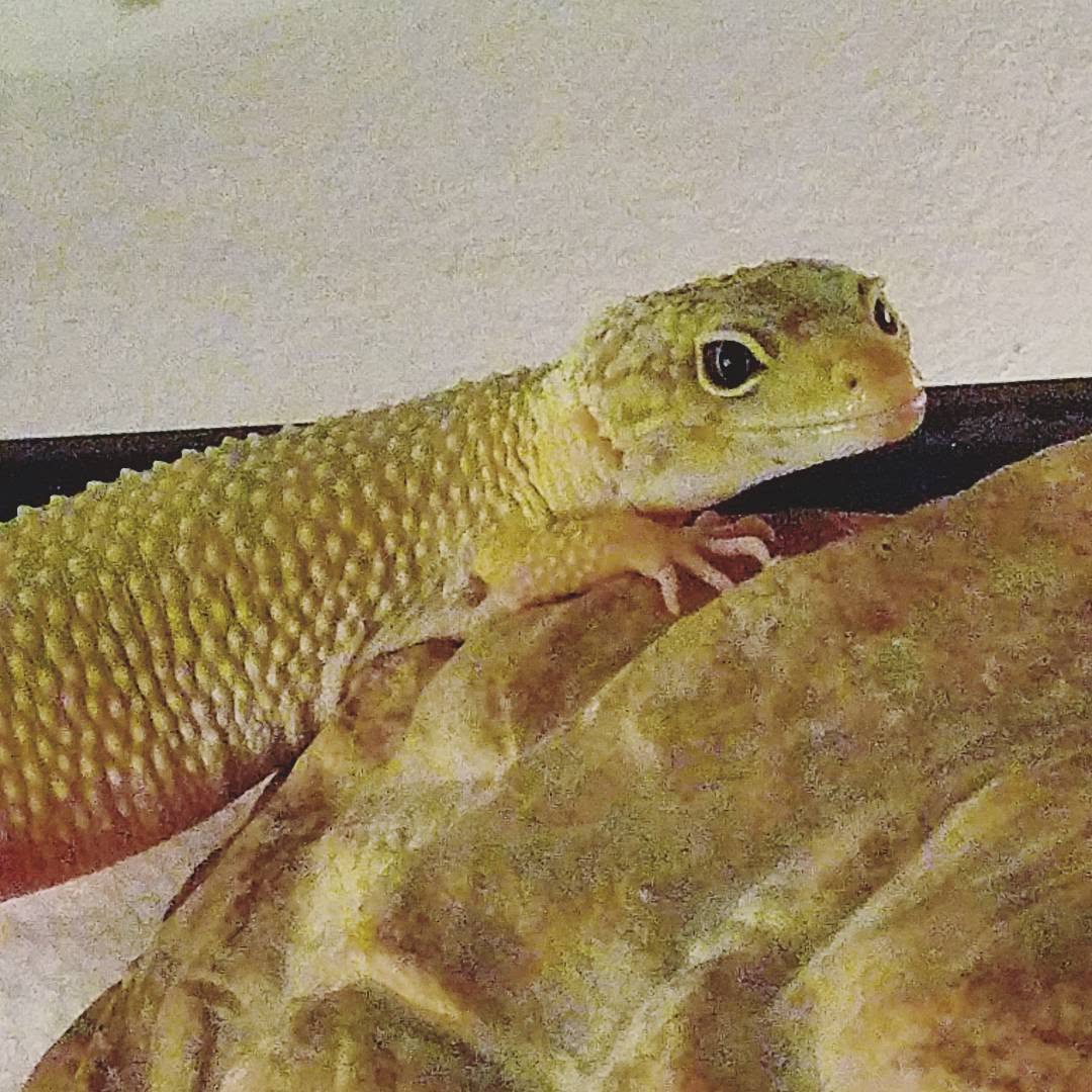Scooter, my female leopard gecko