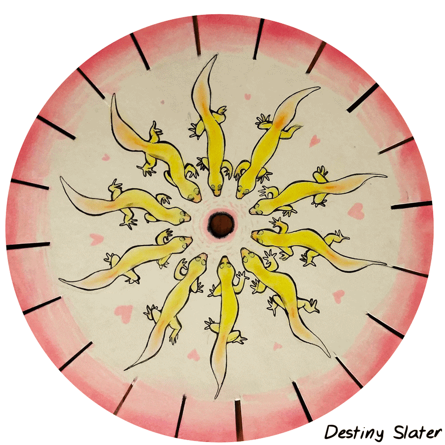 A yellow leopard gecko walks in a spinning loop.